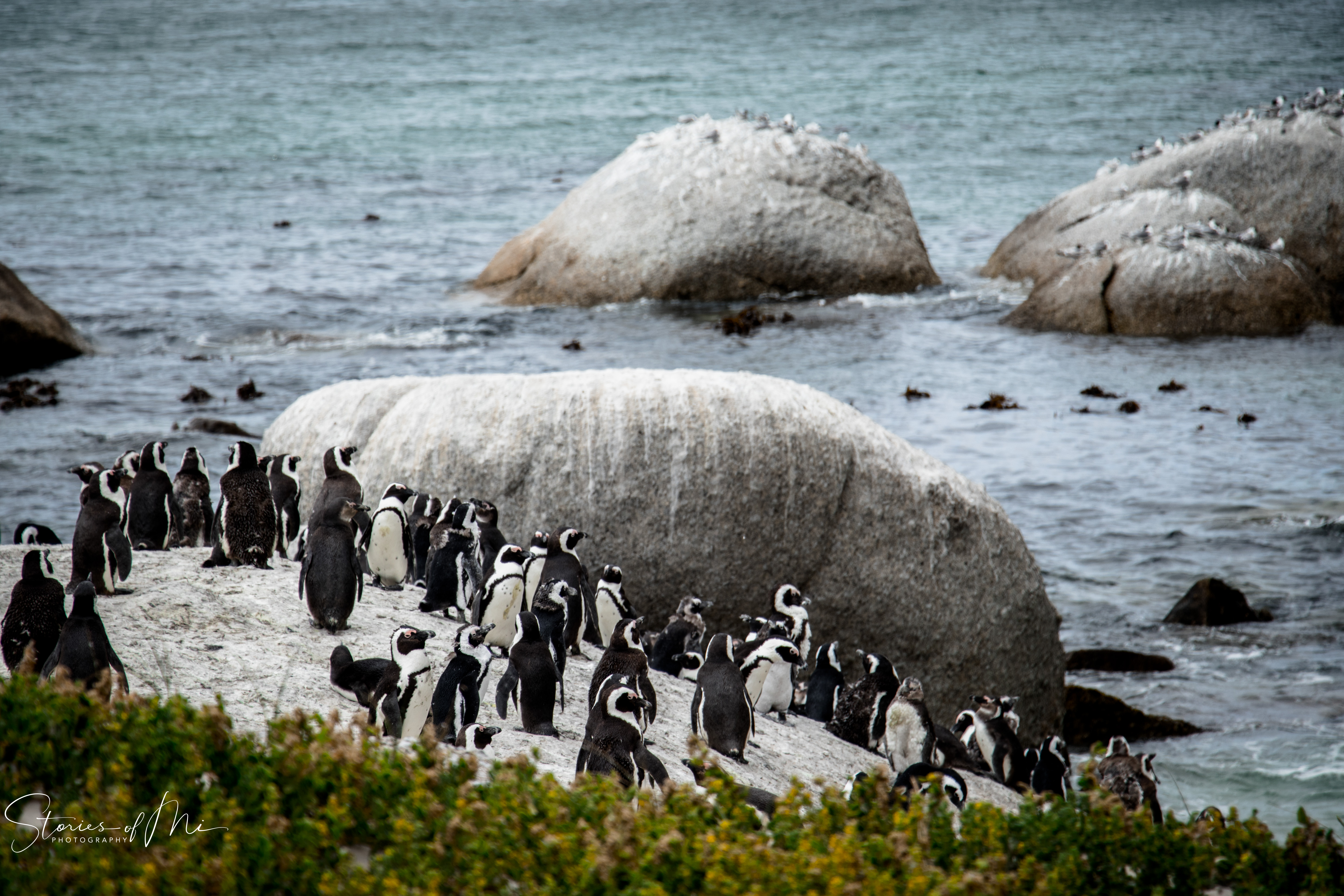 The penguins of Boulders beach